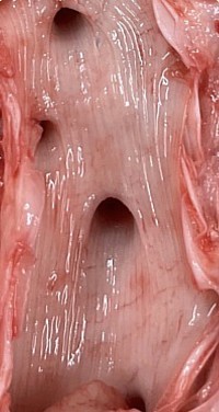 Pulmón cerdo
